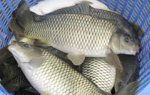 ca tram gion dong nai 1