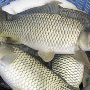 ca tram gion dong nai 1