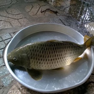 cá trắm giòn đồng nai