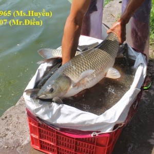 ca tram gion dong nai