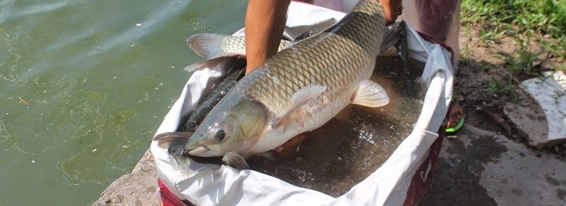ca tram gion dong nai