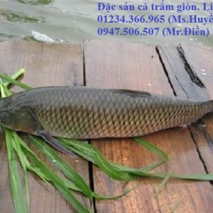 cachlamcatramchiengion1