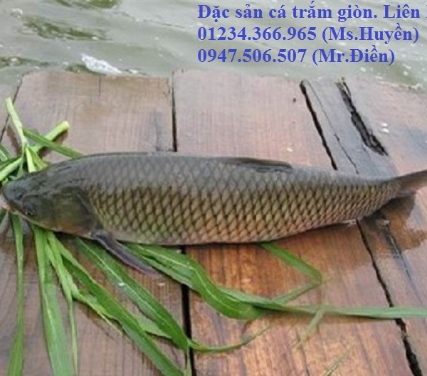 cachlamcatramchiengion1