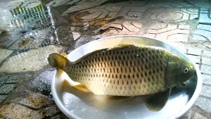 12088110_173832222954878_4329878049154563022_n