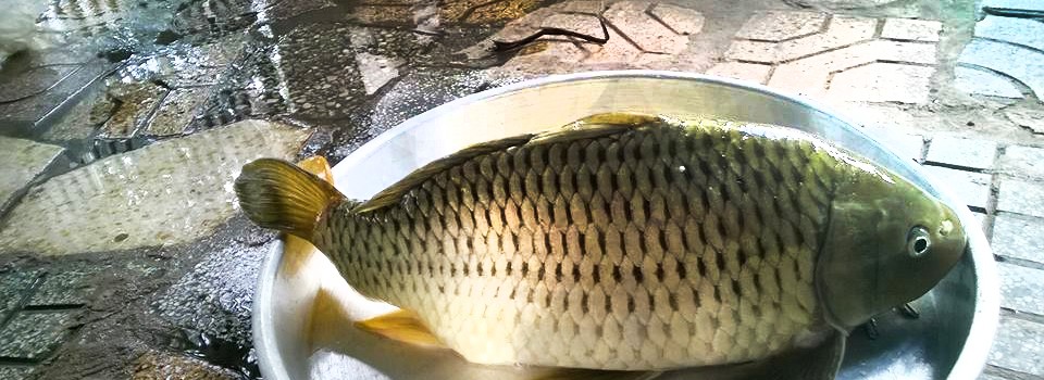cá trắm giòn đặc sản